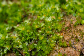 extreme close up macro of moss growing on rock