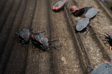 Box Elder bug large breeding infestation group on wood fence