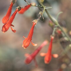 Red flowering terminal racemose panicle inflorescence of Penstemon Rostriflorus, Plantaginaceae,...