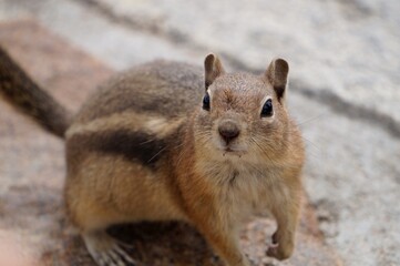 chipmunk 