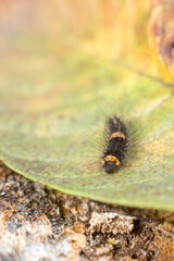black caterpillar with yellow striped on a leaf, taken in shallow depth of field, closeup macro with copy space
