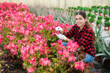 Young woman caring for potted begonia flowers in greenhouse