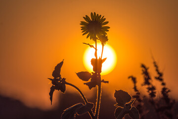 Sunflower against the sun.