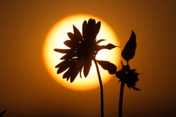 Sunflower against the sun.