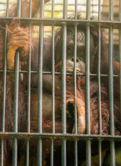 Portrait of orange Orangutan monkey in the zoo cage, eyes looking directly to camera, vertical image