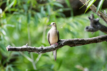 Mourning Dove