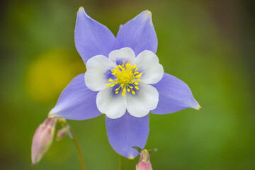 Columbine, state flower of Colorado