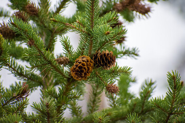 Pine Leaves