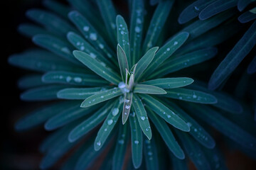 Plant dew close up with bokeh