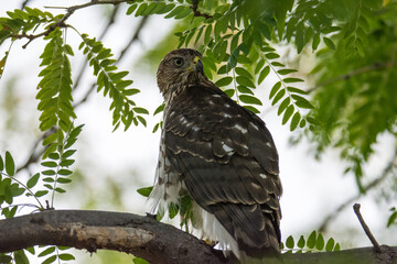Cooper's Hawk