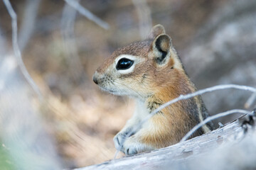 Alert Chipmunk
