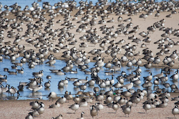 Water Fowls