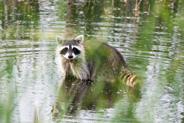 Sly Raccoon