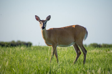 White-Tailed Deer