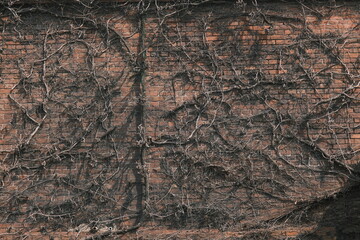 texture of vines on a brick wall