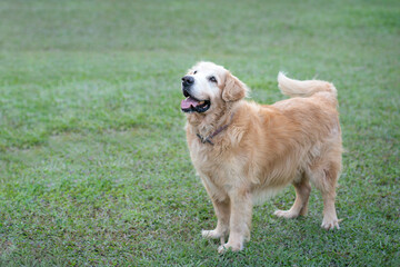 Golden Retriever dog in the park. Standing with tongue out. Copy space.