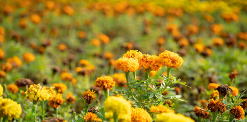 Flower bed of Marygold flowers, orange and yellow. Selected focus, copy space.