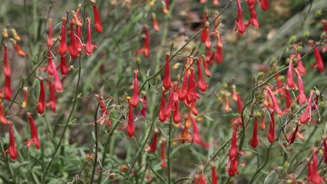 Red flowering terminal racemose panicle inflorescence of Penstemon Rostriflorus, Plantaginaceae, native perennial monoclinous deciduous subshrub in the San Bernardino Mountains, Summer.