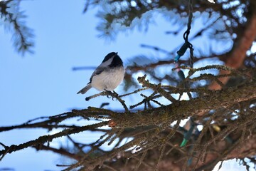 spotted woodpecker