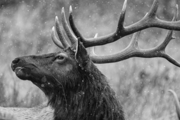 An Elk grazing as it snows in RMNP