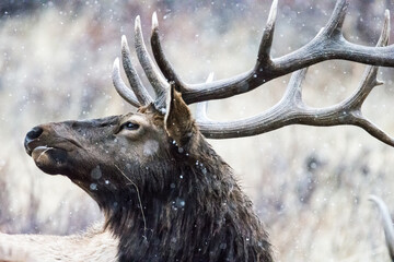 An Elk grazing as it snows in RMNP