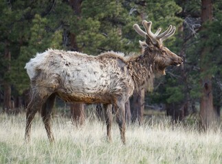 Naklejka na ściany i meble shaggy elk in the field