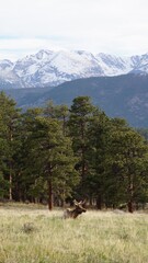 landscape with trees and mountains