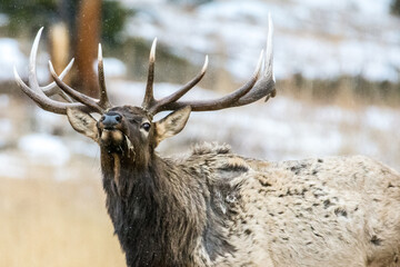 An Elk grazing as it snows in RMNP