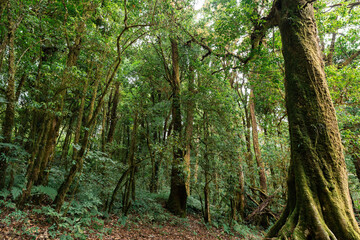 Many trees have bright green leaves in a mature forest. northern thailand for making background