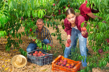 Positive woman engaged in gardening, picking fresh ripe peaches in orchard