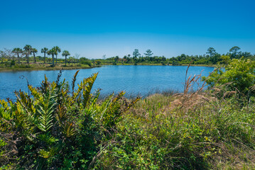 South Florida Lake With Palm Trees