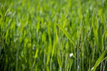 Obraz premium 緑の麦の穂 