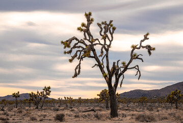 Beautiful desert landscape in Joshua Tree National Park, California. 