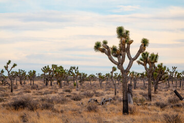 Beautiful desert landscape in Joshua Tree National Park, California. 