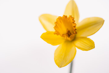 Obraz na płótnie Canvas daffodil on white