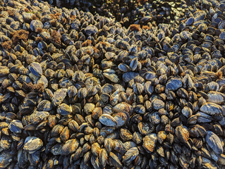 Rocks on shore of Pacific ocean completely covered with  Mussels and crustacean