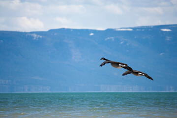Fototapeta na wymiar Canada Geese in a Mountain Lake 