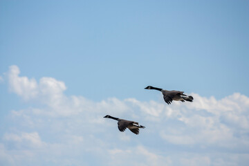 Canada Geese flying