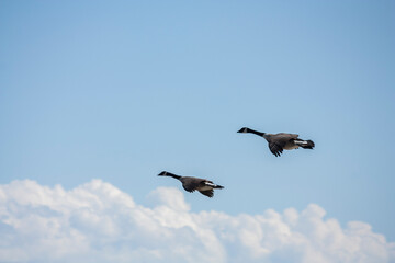 Obraz premium Canada Geese flying