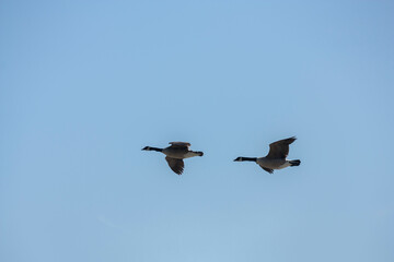 Obraz premium Canada Geese flying