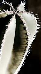 cactus close up 
