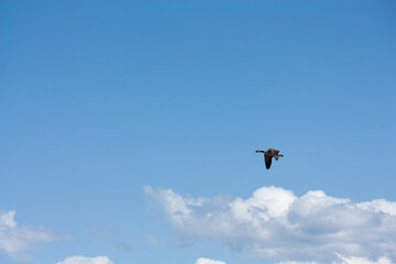 Canada Geese flying
