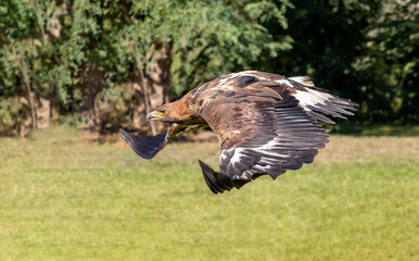 The Golden Eagle (Aquila chrysaetos) flying over a summer nature with sunlight