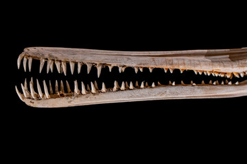 Jaw of The South Asian river dolphin, The Ganges river dolphin (Platanista gangetica), close up