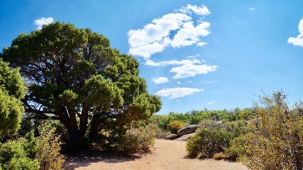 Fototapeta na wymiar trees in the desert