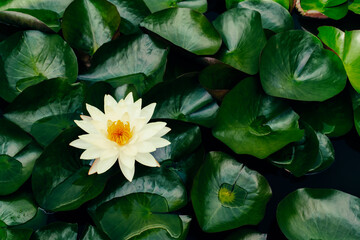 white lotus water lily blooming on lush green leaves background