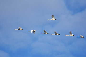低く飛ぶ白鳥の群れと青空