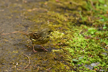 地面に立つアオジ