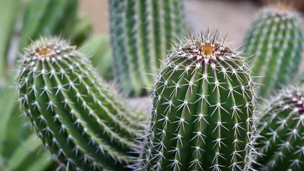 Foto op Aluminium cactus in de woestijn © Jade