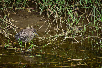 ガマの生える川を歩くホシゴイ